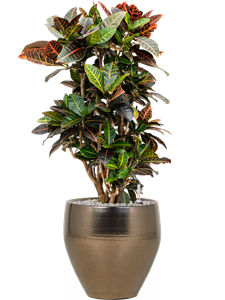 {{productViewItem.photos[photoViewList.activeNavIndex].Alt || productViewItem.photos[photoViewList.activeNavIndex].Description || 'Croton (Codiaeum) variegatum &#39;Petra&#39; in Amora'}}