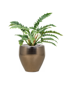 {{productViewItem.photos[photoViewList.activeNavIndex].Alt || productViewItem.photos[photoViewList.activeNavIndex].Description || 'Philodendron &#39;Narrow&#39; in Amora'}}