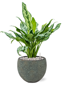 {{productViewItem.photos[photoViewList.activeNavIndex].Alt || productViewItem.photos[photoViewList.activeNavIndex].Description || 'Aglaonema &#39;Miss Julliete&#39; in Fay'}}