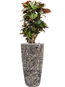 {{productViewItem.photos[photoViewList.activeNavIndex].Alt || productViewItem.photos[photoViewList.activeNavIndex].Description || 'Croton (Codiaeum) variegatum &#39;Petra&#39; in Baq Lava, 26177'}}