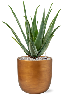 {{productViewItem.photos[photoViewList.activeNavIndex].Alt || productViewItem.photos[photoViewList.activeNavIndex].Description || 'Aloe vera barbadensis in Capi Lux Retro, 26286'}}