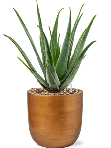 {{productViewItem.photos[photoViewList.activeNavIndex].Alt || productViewItem.photos[photoViewList.activeNavIndex].Description || 'Aloe vera barbadensis in Capi Lux Retro, 26291'}}