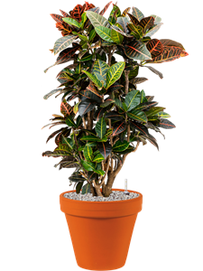 {{productViewItem.photos[photoViewList.activeNavIndex].Alt || productViewItem.photos[photoViewList.activeNavIndex].Description || 'Croton (Codiaeum) variegatum &#39;Petra&#39; in Terra Cotta, 26331'}}