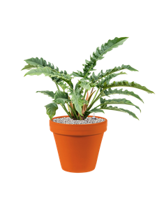 {{productViewItem.photos[photoViewList.activeNavIndex].Alt || productViewItem.photos[photoViewList.activeNavIndex].Description || 'Philodendron &#39;Narrow&#39; in Terra Cotta, 26334'}}