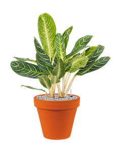 {{productViewItem.photos[photoViewList.activeNavIndex].Alt || productViewItem.photos[photoViewList.activeNavIndex].Description || 'Aglaonema &#39;Key Lime&#39; in Terra Cotta'}}