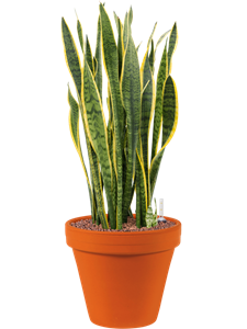 {{productViewItem.photos[photoViewList.activeNavIndex].Alt || productViewItem.photos[photoViewList.activeNavIndex].Description || 'Sansevieria trifasciata &#39;Laurentii&#39; in Terra Cotta, 26346'}}