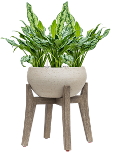 {{productViewItem.photos[photoViewList.activeNavIndex].Alt || productViewItem.photos[photoViewList.activeNavIndex].Description || 'Aglaonema &#39;Miss Julliete&#39; in Cement With Feet'}}