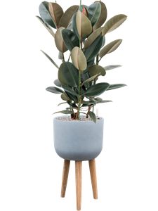 {{productViewItem.photos[photoViewList.activeNavIndex].Alt || productViewItem.photos[photoViewList.activeNavIndex].Description || 'Ficus elastica &#39;Abidjan&#39; in Refined Retro With Feet, 26543'}}