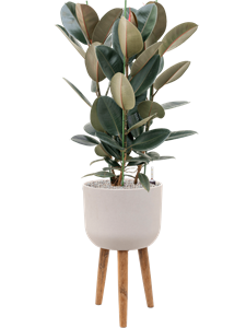 {{productViewItem.photos[photoViewList.activeNavIndex].Alt || productViewItem.photos[photoViewList.activeNavIndex].Description || 'Ficus elastica &#39;Abidjan&#39; in Refined Retro With Feet, 26544'}}