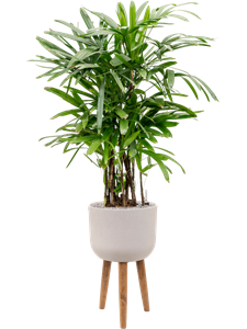 {{productViewItem.photos[photoViewList.activeNavIndex].Alt || productViewItem.photos[photoViewList.activeNavIndex].Description || 'Rhapis excelsa in Refined Retro With Feet, 26545'}}