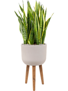 {{productViewItem.photos[photoViewList.activeNavIndex].Alt || productViewItem.photos[photoViewList.activeNavIndex].Description || 'Sansevieria trifasciata &#39;Laurentii&#39; in Refined Retro Feet, 26546'}}