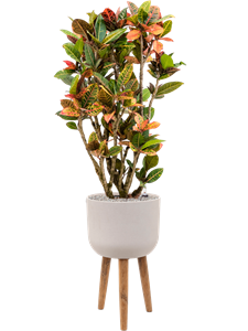 {{productViewItem.photos[photoViewList.activeNavIndex].Alt || productViewItem.photos[photoViewList.activeNavIndex].Description || 'Croton (Codiaeum) variegatum &#39;Petra&#39; in Refined Retro Feet, 26547'}}