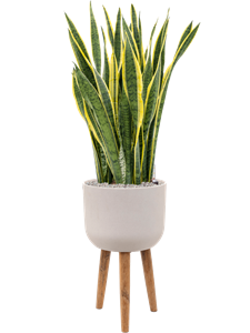 {{productViewItem.photos[photoViewList.activeNavIndex].Alt || productViewItem.photos[photoViewList.activeNavIndex].Description || 'Sansevieria trifasciata &#39;Laurentii&#39; in Refined Retro Feet, 26549'}}