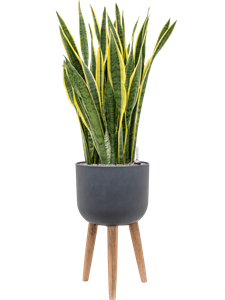 {{productViewItem.photos[photoViewList.activeNavIndex].Alt || productViewItem.photos[photoViewList.activeNavIndex].Description || 'Sansevieria trifasciata &#39;Laurentii&#39; in Refined Retro Feet, 26552'}}