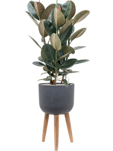 {{productViewItem.photos[photoViewList.activeNavIndex].Alt || productViewItem.photos[photoViewList.activeNavIndex].Description || 'Ficus elastica &#39;Abidjan&#39; in Refined Retro With Feet, 26555'}}