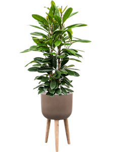 {{productViewItem.photos[photoViewList.activeNavIndex].Alt || productViewItem.photos[photoViewList.activeNavIndex].Description || 'Ficus cyathistipula in Refined Retro With Feet'}}