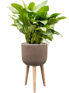 {{productViewItem.photos[photoViewList.activeNavIndex].Alt || productViewItem.photos[photoViewList.activeNavIndex].Description || 'Aglaonema &#39;Freedman&#39; in Refined Retro With Feet'}}