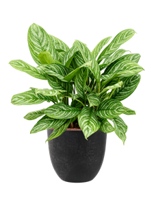 {{productViewItem.photos[photoViewList.activeNavIndex].Alt || productViewItem.photos[photoViewList.activeNavIndex].Description || 'Aglaonema &#39;Stripes&#39; in Artstone'}}