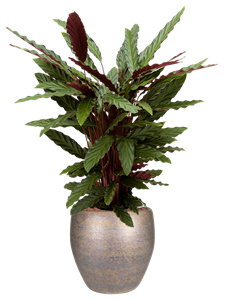 {{productViewItem.photos[photoViewList.activeNavIndex].Alt || productViewItem.photos[photoViewList.activeNavIndex].Description || 'Calathea rufibarba &#39;Wavestar&#39; in Amora'}}