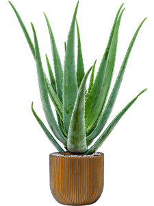 {{productViewItem.photos[photoViewList.activeNavIndex].Alt || productViewItem.photos[photoViewList.activeNavIndex].Description || 'Aloe vera barbadensis in Capi Nature Groove'}}