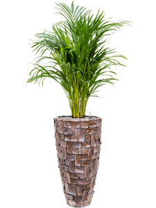 {{productViewItem.photos[photoViewList.activeNavIndex].Alt || productViewItem.photos[photoViewList.activeNavIndex].Description || 'Dypsis (Areca) lutescens in Baq Oceana Pearl'}}