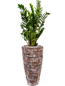 {{productViewItem.photos[photoViewList.activeNavIndex].Alt || productViewItem.photos[photoViewList.activeNavIndex].Description || 'Zamioculcas zamiifolia in Baq Oceana Pearl'}}