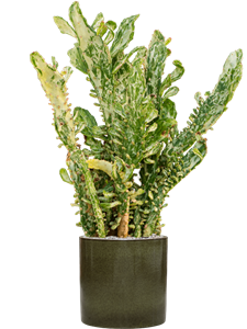 {{productViewItem.photos[photoViewList.activeNavIndex].Alt || productViewItem.photos[photoViewList.activeNavIndex].Description || 'Opuntia monacantha variegata in Cylinder, 26889'}}