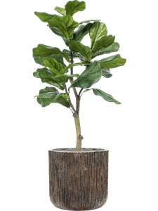{{productViewItem.photos[photoViewList.activeNavIndex].Alt || productViewItem.photos[photoViewList.activeNavIndex].Description || 'Ficus lyrata in Baq Luxe Lite Universe Waterfall'}}
