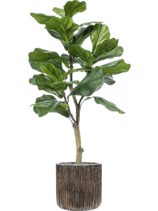 {{productViewItem.photos[photoViewList.activeNavIndex].Alt || productViewItem.photos[photoViewList.activeNavIndex].Description || 'Ficus lyrata in Baq Luxe Lite Universe Waterfall'}}