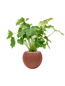 {{productViewItem.photos[photoViewList.activeNavIndex].Alt || productViewItem.photos[photoViewList.activeNavIndex].Description || 'Philodendron &#39;Shangri-La&#39; in Capi Nature Groove Special'}}