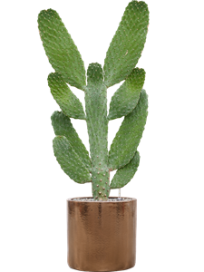 {{productViewItem.photos[photoViewList.activeNavIndex].Alt || productViewItem.photos[photoViewList.activeNavIndex].Description || 'Opuntia consolea in Cylinder, 26954'}}