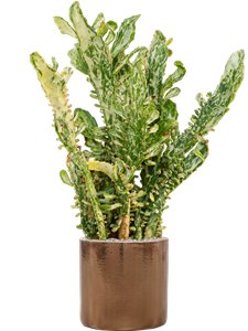 {{productViewItem.photos[photoViewList.activeNavIndex].Alt || productViewItem.photos[photoViewList.activeNavIndex].Description || 'Opuntia monacantha variegata in Cylinder, 26956'}}