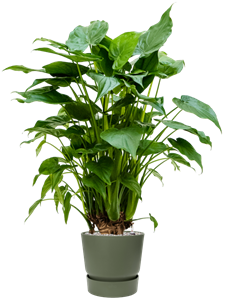 {{productViewItem.photos[photoViewList.activeNavIndex].Alt || productViewItem.photos[photoViewList.activeNavIndex].Description || 'Alocasia cucullata in Greenville'}}