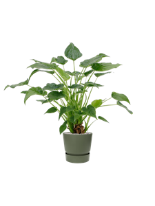 {{productViewItem.photos[photoViewList.activeNavIndex].Alt || productViewItem.photos[photoViewList.activeNavIndex].Description || 'Alocasia cucullata &#39;Aurea&#39; in Greenville'}}