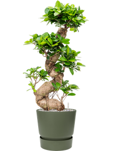 {{productViewItem.photos[photoViewList.activeNavIndex].Alt || productViewItem.photos[photoViewList.activeNavIndex].Description || 'Ficus microcarpa &#39;Compacta&#39; in Greenville'}}