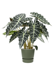 {{productViewItem.photos[photoViewList.activeNavIndex].Alt || productViewItem.photos[photoViewList.activeNavIndex].Description || 'Alocasia amazonica &#39;Darf&#39; in Greenville'}}