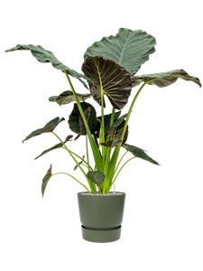 {{productViewItem.photos[photoViewList.activeNavIndex].Alt || productViewItem.photos[photoViewList.activeNavIndex].Description || 'Alocasia &#39;Regal Shields&#39; in Greenville'}}