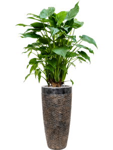 {{productViewItem.photos[photoViewList.activeNavIndex].Alt || productViewItem.photos[photoViewList.activeNavIndex].Description || 'Alocasia cucullata in Baq Luxe Lite Universe Layer, 27027'}}