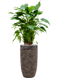 {{productViewItem.photos[photoViewList.activeNavIndex].Alt || productViewItem.photos[photoViewList.activeNavIndex].Description || 'Alocasia cucullata in Baq Luxe Lite Universe Layer, 27028'}}