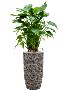 {{productViewItem.photos[photoViewList.activeNavIndex].Alt || productViewItem.photos[photoViewList.activeNavIndex].Description || 'Alocasia cucullata in Baq Luxe Lite Universe Moon, 27030'}}