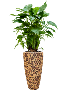 {{productViewItem.photos[photoViewList.activeNavIndex].Alt || productViewItem.photos[photoViewList.activeNavIndex].Description || 'Alocasia cucullata in Baq Facets Ageless, 27032'}}