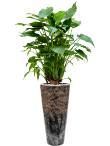 {{productViewItem.photos[photoViewList.activeNavIndex].Alt || productViewItem.photos[photoViewList.activeNavIndex].Description || 'Alocasia cucullata in Baq Luxe Lite Universe Comet'}}