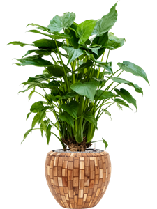 {{productViewItem.photos[photoViewList.activeNavIndex].Alt || productViewItem.photos[photoViewList.activeNavIndex].Description || 'Alocasia cucullata in Baq Facets Jenga, 27035'}}