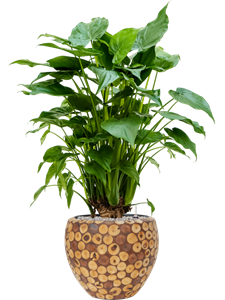 {{productViewItem.photos[photoViewList.activeNavIndex].Alt || productViewItem.photos[photoViewList.activeNavIndex].Description || 'Alocasia cucullata in Baq Facets Ageless, 27036'}}