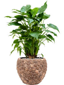 {{productViewItem.photos[photoViewList.activeNavIndex].Alt || productViewItem.photos[photoViewList.activeNavIndex].Description || 'Alocasia cucullata in Baq Facets Out Of Coco'}}