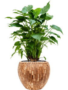 {{productViewItem.photos[photoViewList.activeNavIndex].Alt || productViewItem.photos[photoViewList.activeNavIndex].Description || 'Alocasia cucullata in Baq Facets Jenga, 27040'}}