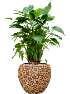 {{productViewItem.photos[photoViewList.activeNavIndex].Alt || productViewItem.photos[photoViewList.activeNavIndex].Description || 'Alocasia cucullata in Baq Facets Ageless, 27041'}}