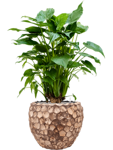 {{productViewItem.photos[photoViewList.activeNavIndex].Alt || productViewItem.photos[photoViewList.activeNavIndex].Description || 'Alocasia cucullata in Baq Facets Into Coco'}}