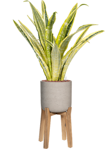 {{productViewItem.photos[photoViewList.activeNavIndex].Alt || productViewItem.photos[photoViewList.activeNavIndex].Description || 'Sansevieria trifasciata &#39;Lauren&#39; in Rough With Feet High, 27079'}}