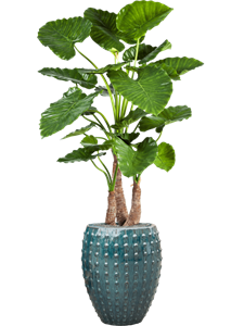 {{productViewItem.photos[photoViewList.activeNavIndex].Alt || productViewItem.photos[photoViewList.activeNavIndex].Description || 'Alocasia calidora in Laos, 27108'}}